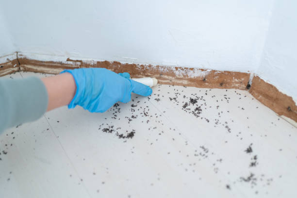 Best Best Pest Control Companies  in St David, AZ